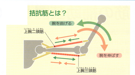 肘関節の動きの説明図