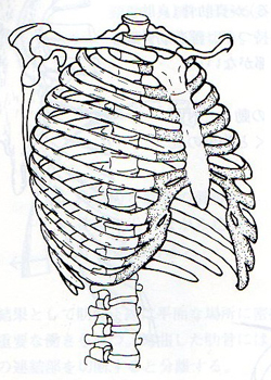 胸郭の図