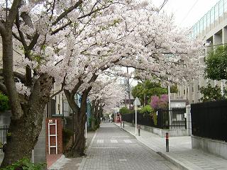 清泉女学院小学校から横浜国大付属校方向の桜並木