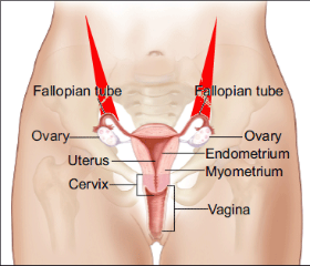 子宮・卵巣解剖図