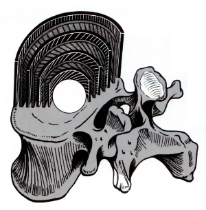 椎間板の模式図